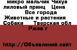 микро мальчик Чихуа лиловый принц › Цена ­ 90 - Все города Животные и растения » Собаки   . Тверская обл.,Ржев г.